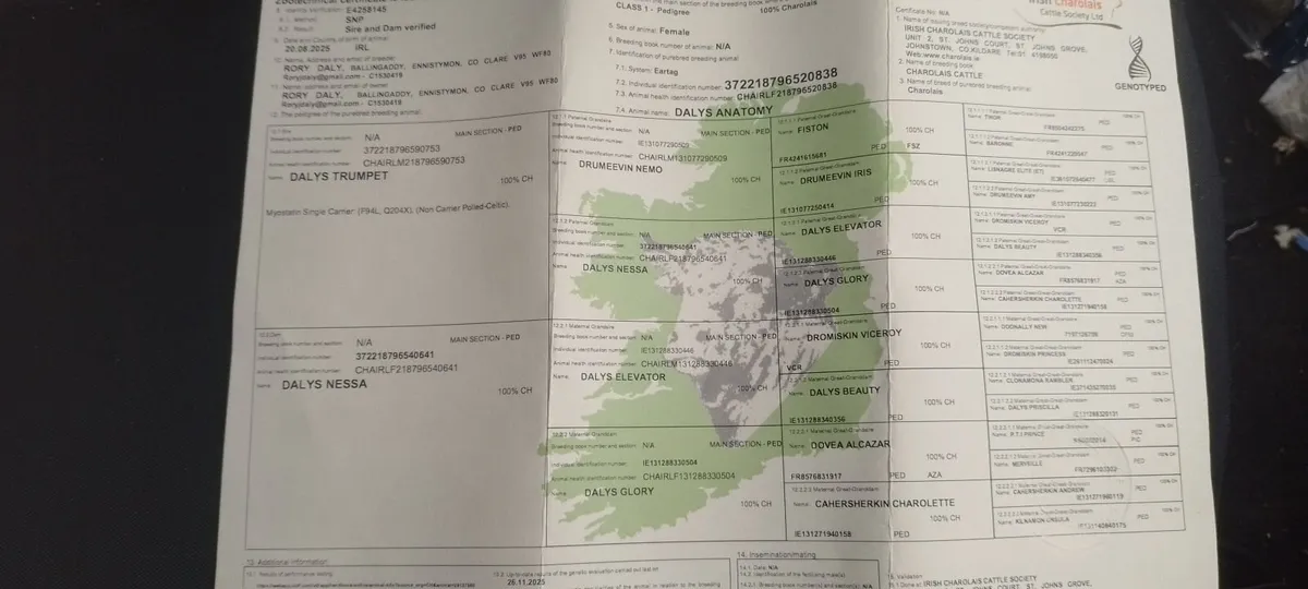 Pure Bred Charolaois Heifer - Image 4