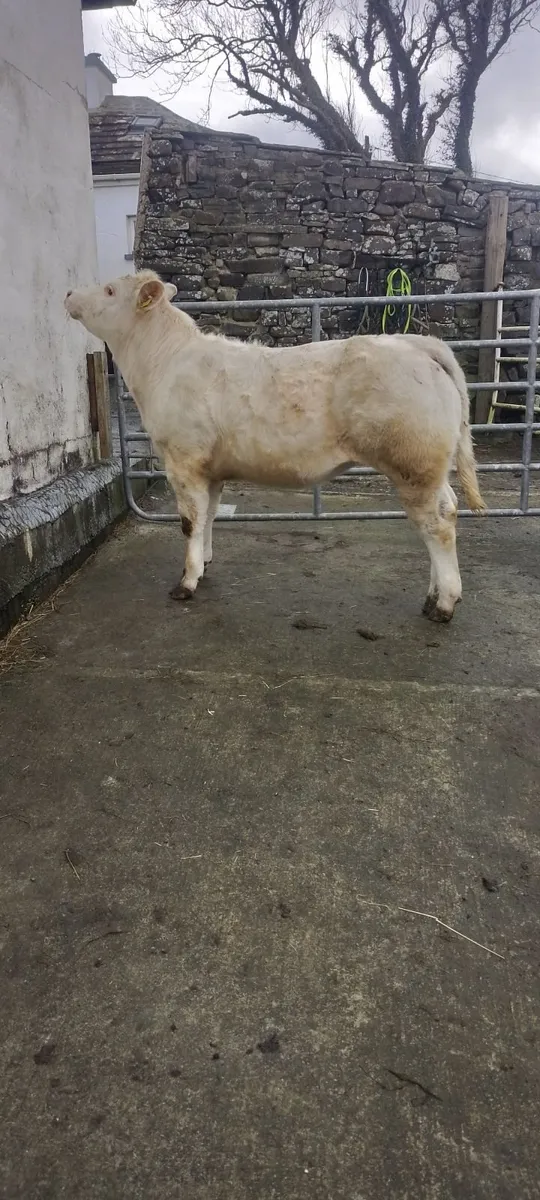 Pure Bred Charolaois Heifer - Image 2