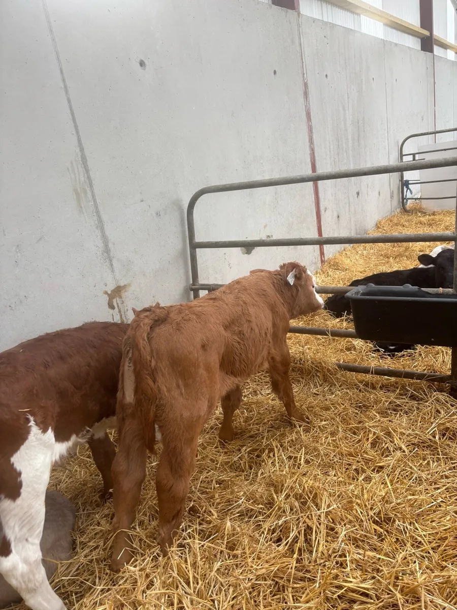 6 charolais bull calves - Image 2