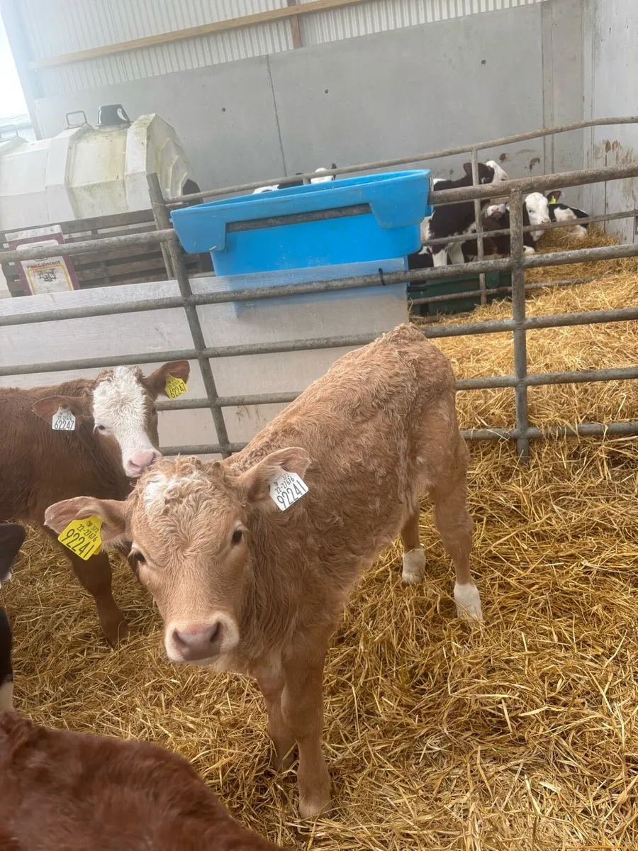 6 charolais bull calves - Image 3
