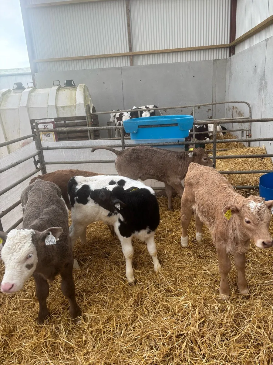 6 charolais bull calves - Image 4