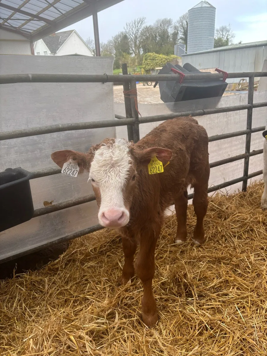6 charolais bull calves - Image 1