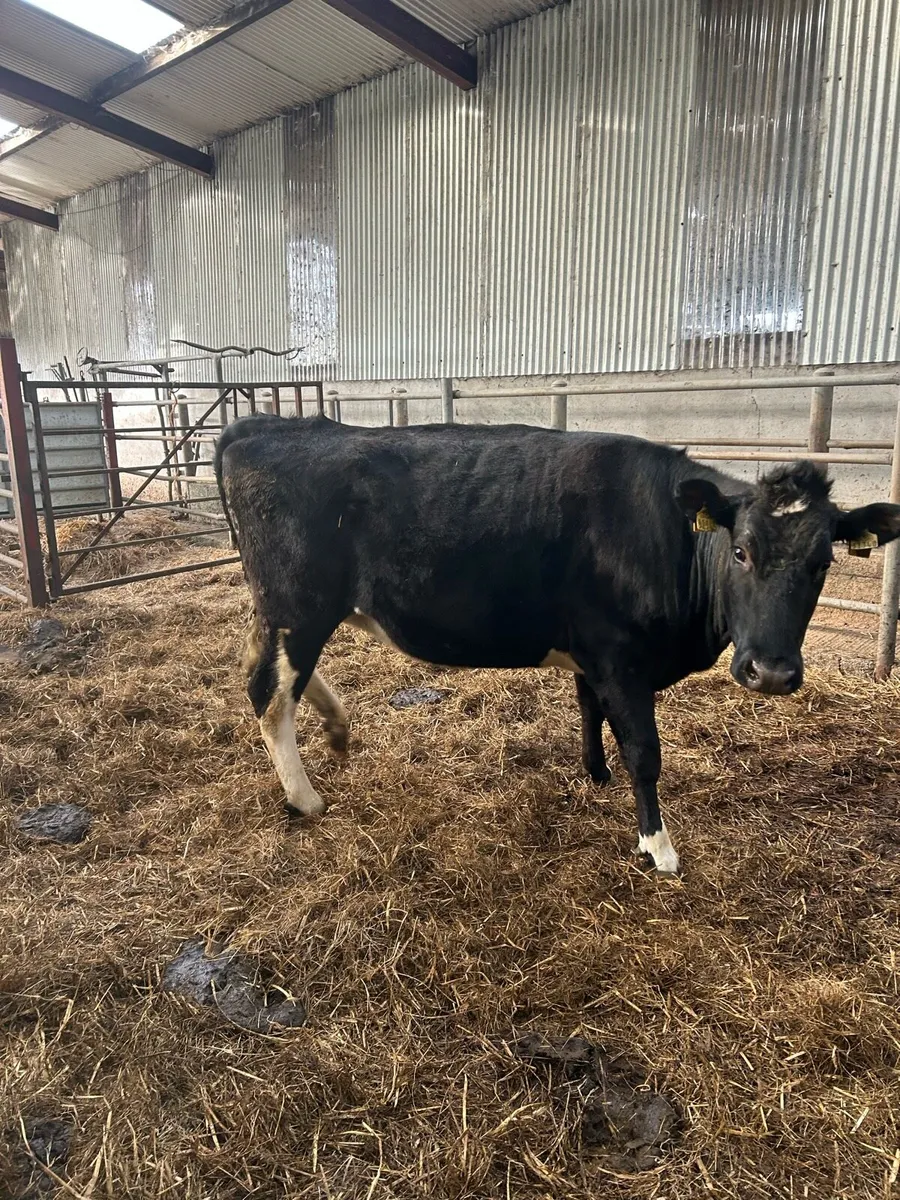 1st calving heifer - Image 3