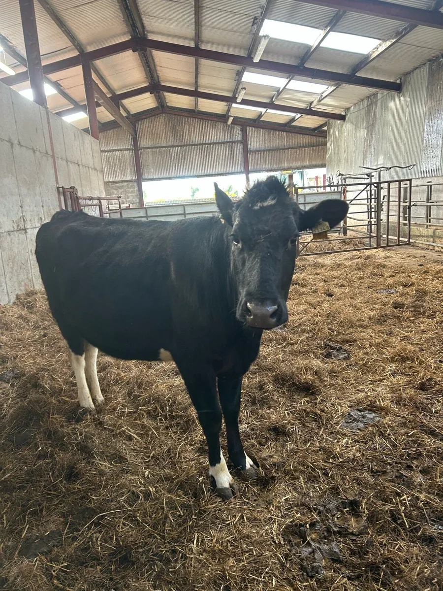 1st calving heifer - Image 1