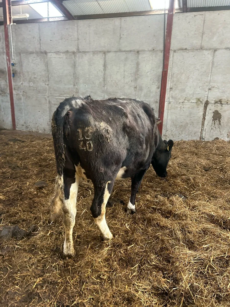 1st calving heifer - Image 2
