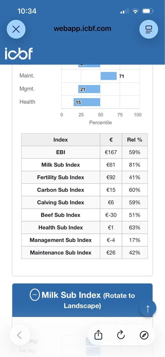 1st calving heifer - Image 4