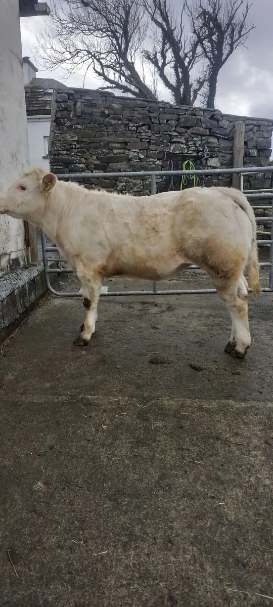 Pure Bred Charolaois Heifer - Image 1