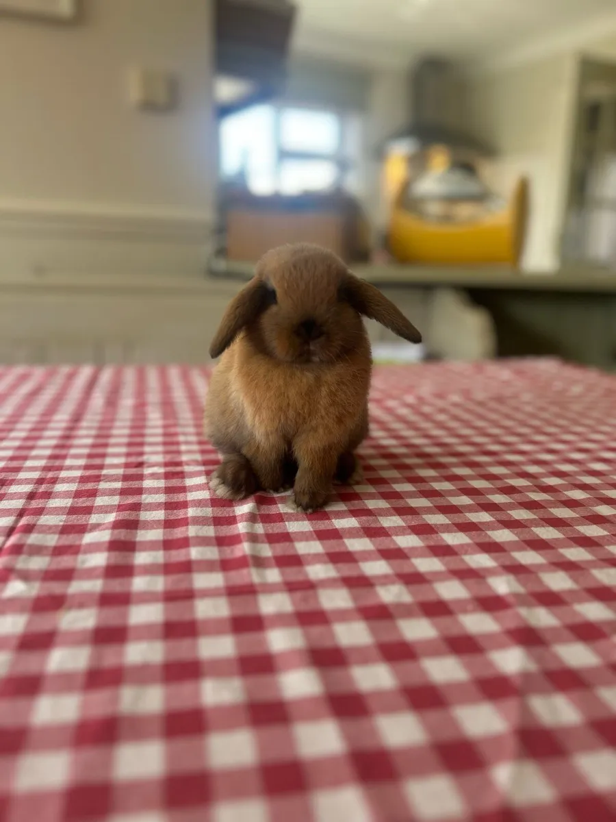 Mini Lop - MoonriverMiniLops - Image 1