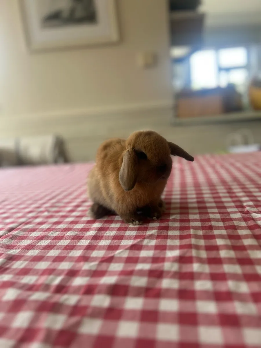 Mini Lop - MoonriverMiniLops - Image 2