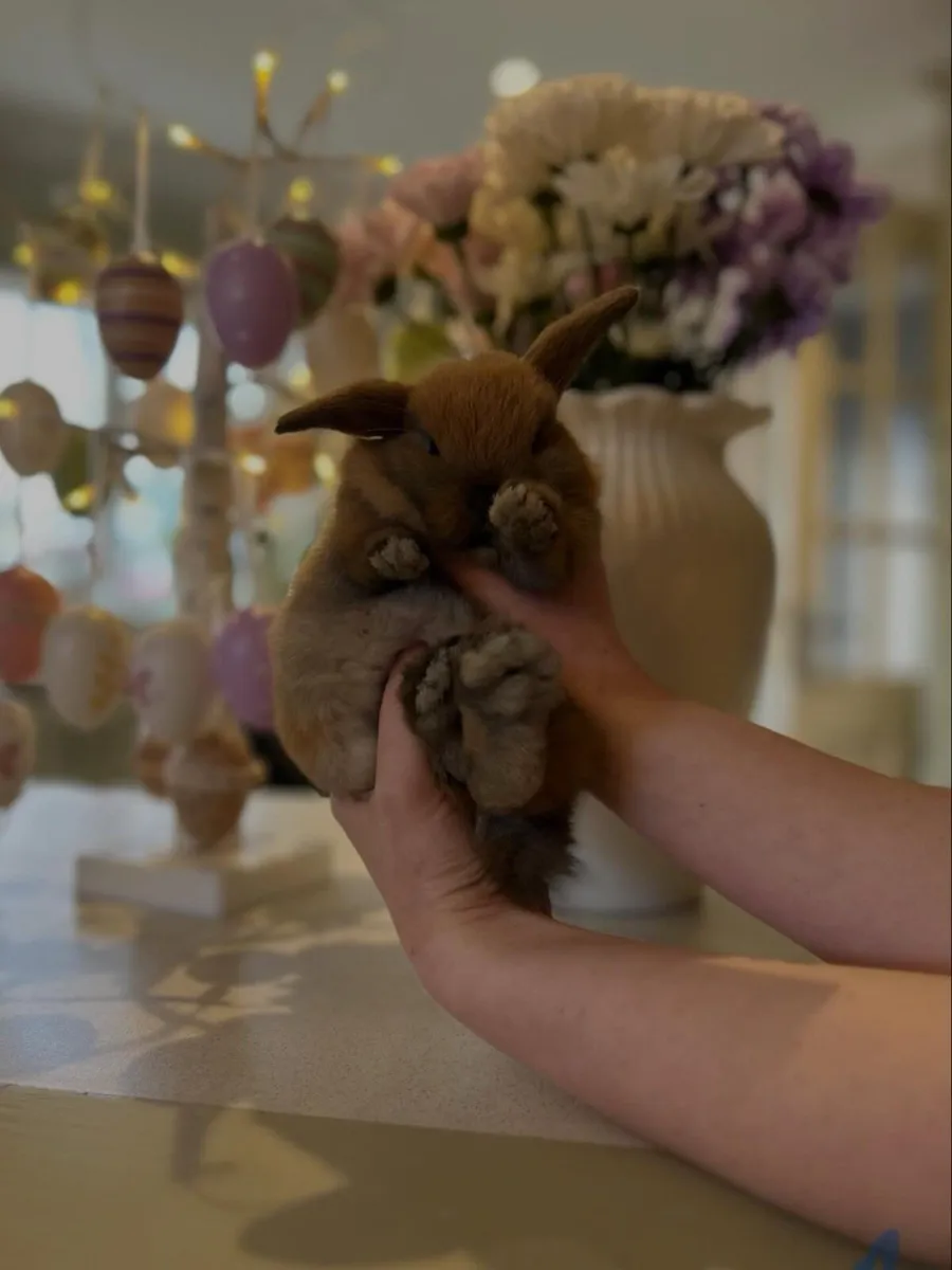 Mini Lop - MoonriverMiniLops - Image 3