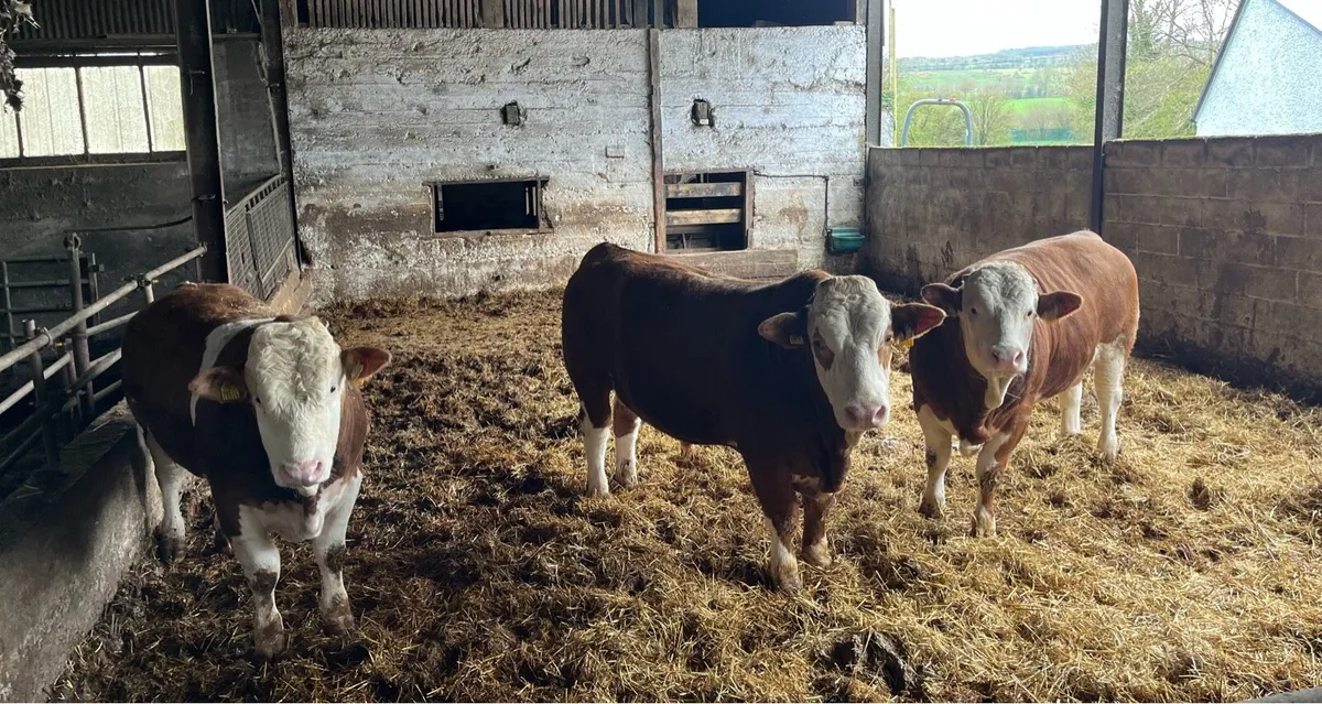 PBR Simmental Bulls - Image 2