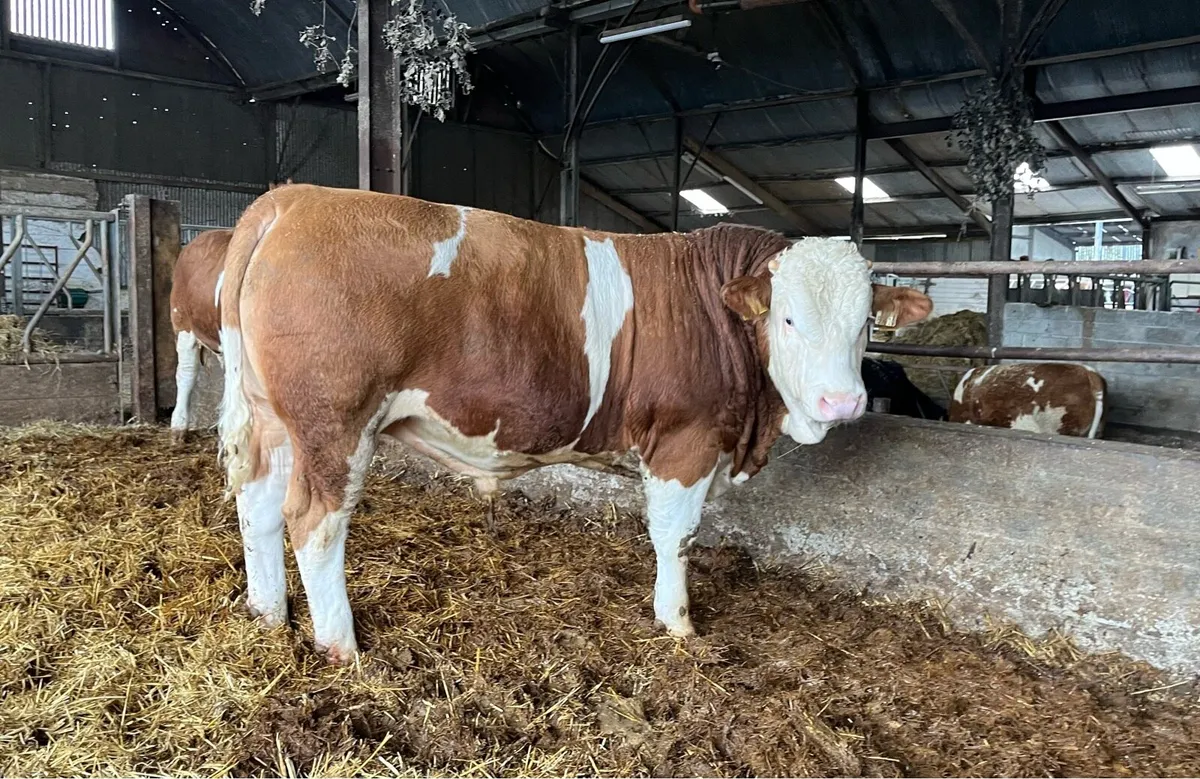 PBR Simmental Bulls - Image 4