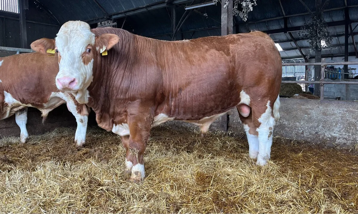 PBR Simmental Bulls - Image 1