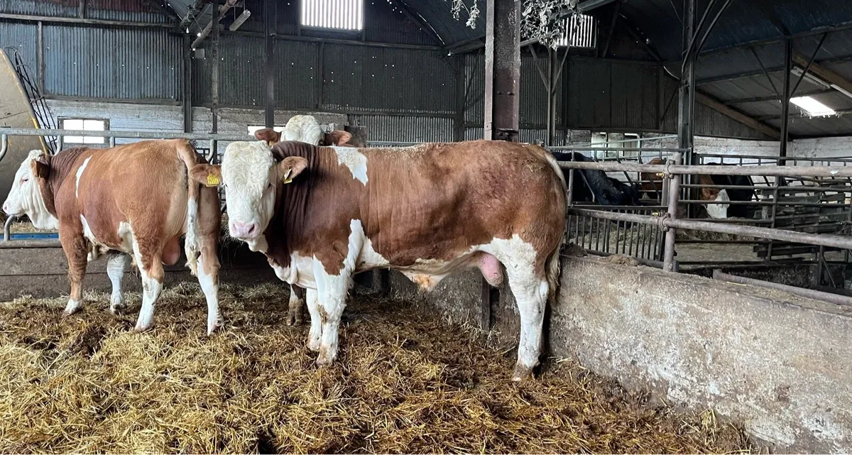 PBR Simmental Bulls - Image 3