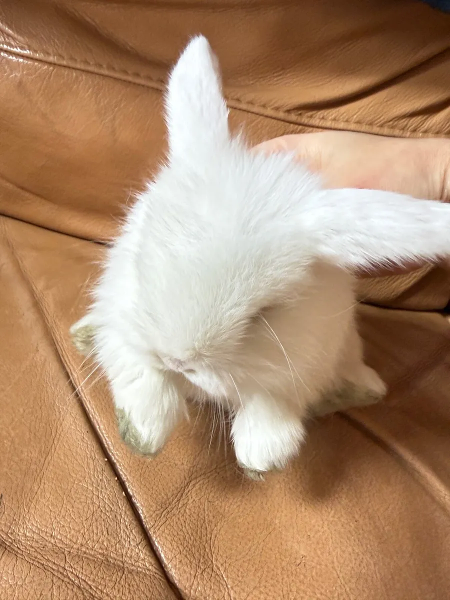 Lop-eared rabbit - Image 1