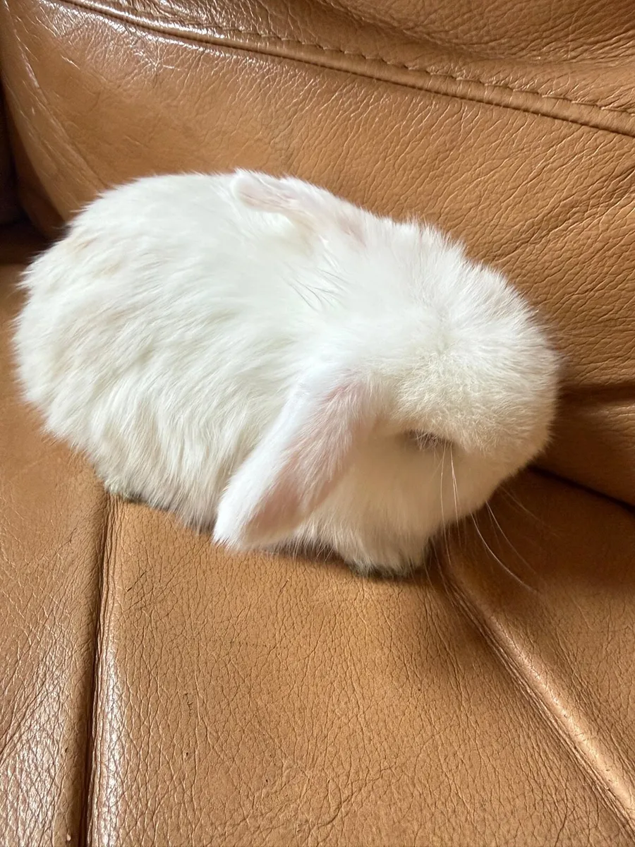 Lop-eared rabbit - Image 2