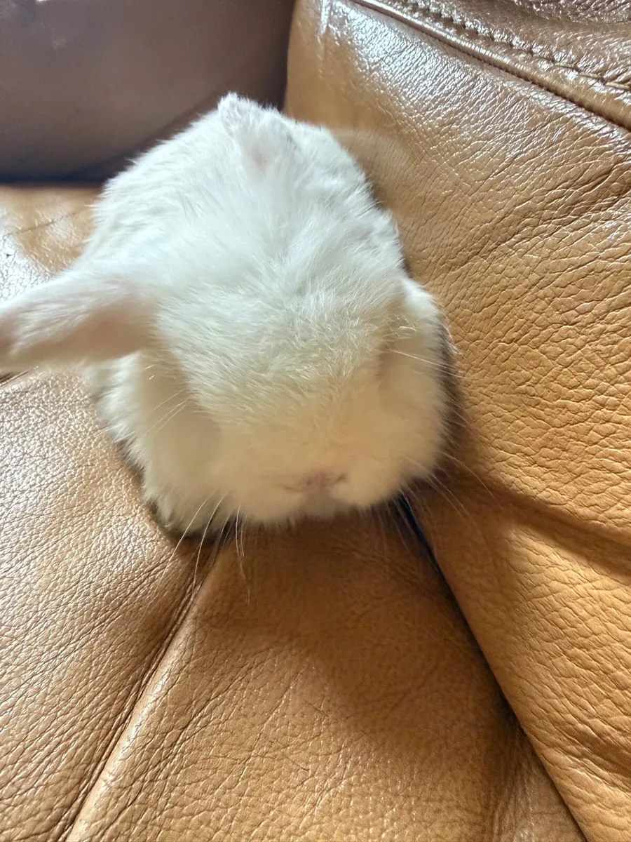 Lop-eared rabbit - Image 3