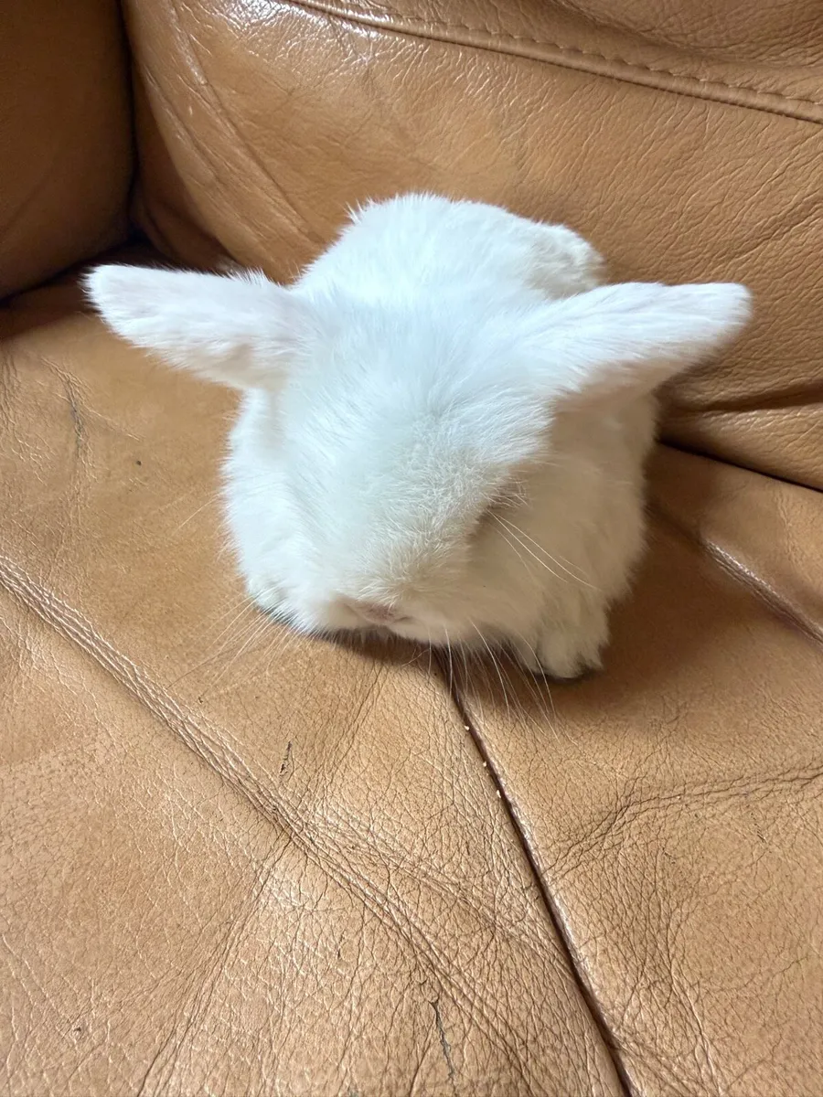 Lop-eared rabbit - Image 4