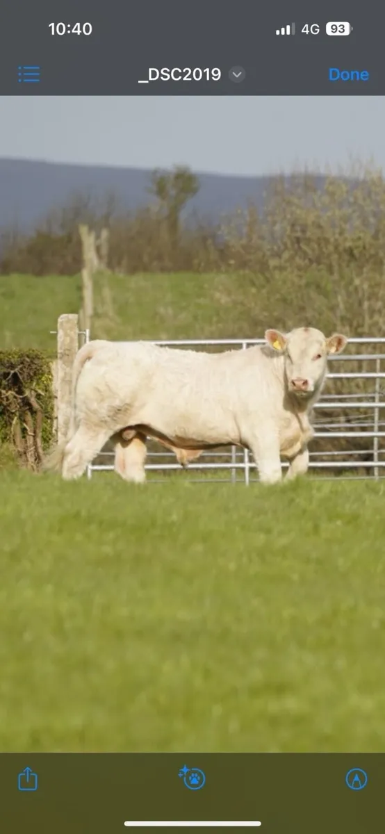Pbr Charolais Bulls - Image 3