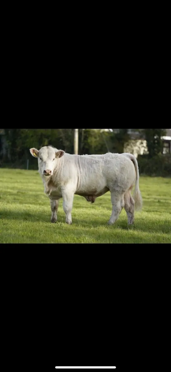 Pbr Charolais Bulls - Image 4