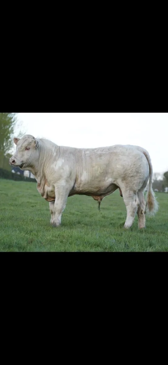 Pbr Charolais Bulls - Image 1