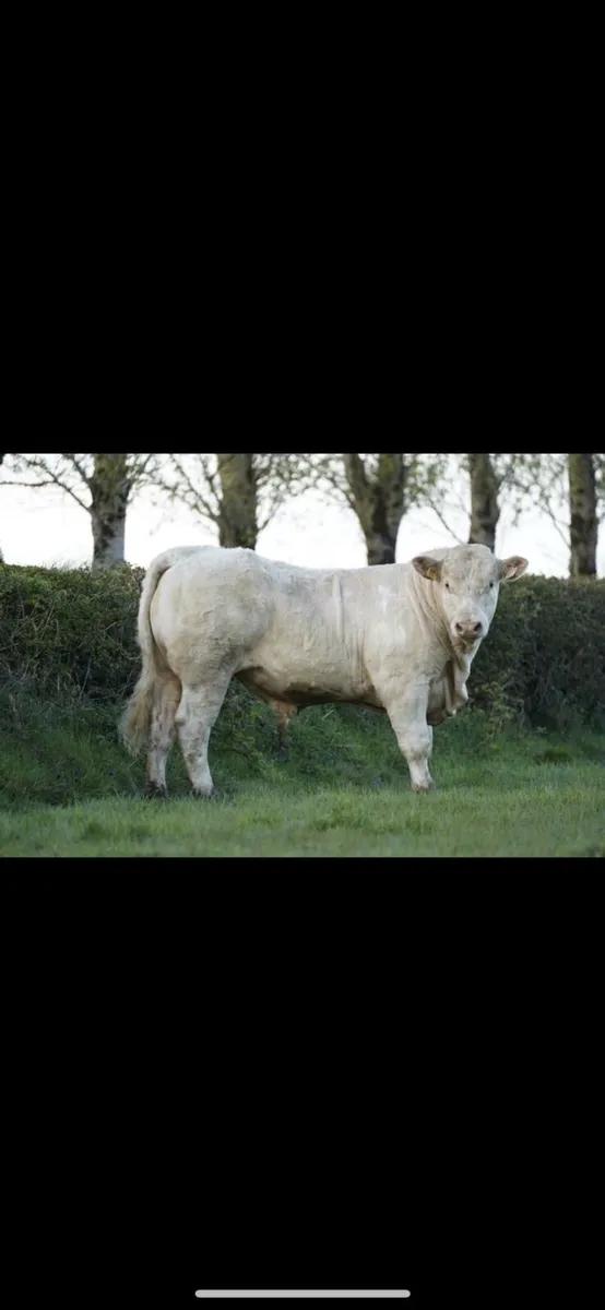 Pbr Charolais Bulls - Image 2
