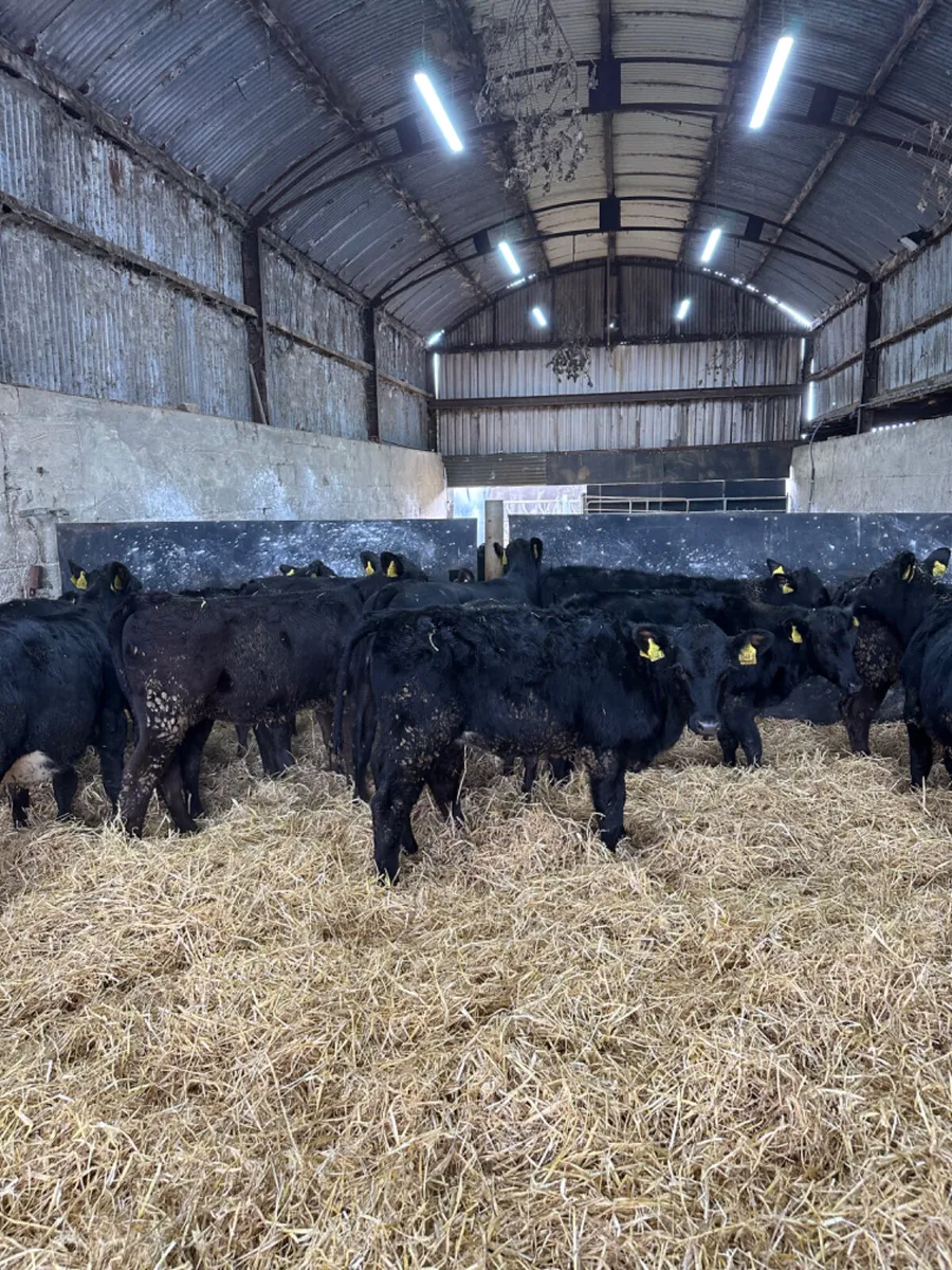 Angus heifers - Image 1