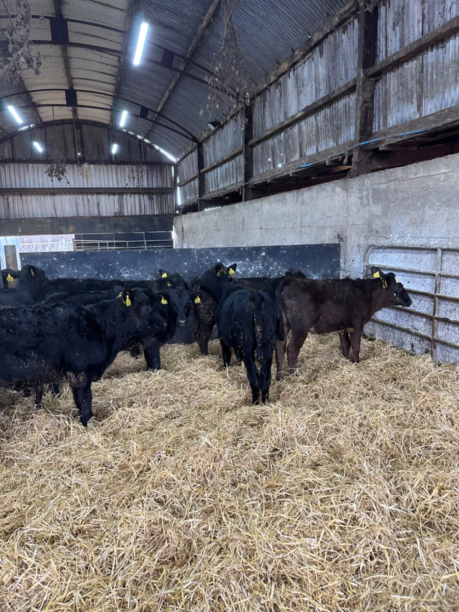 Angus heifers - Image 2
