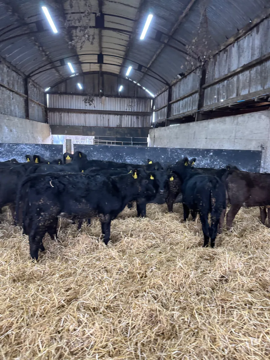 Angus heifers - Image 4