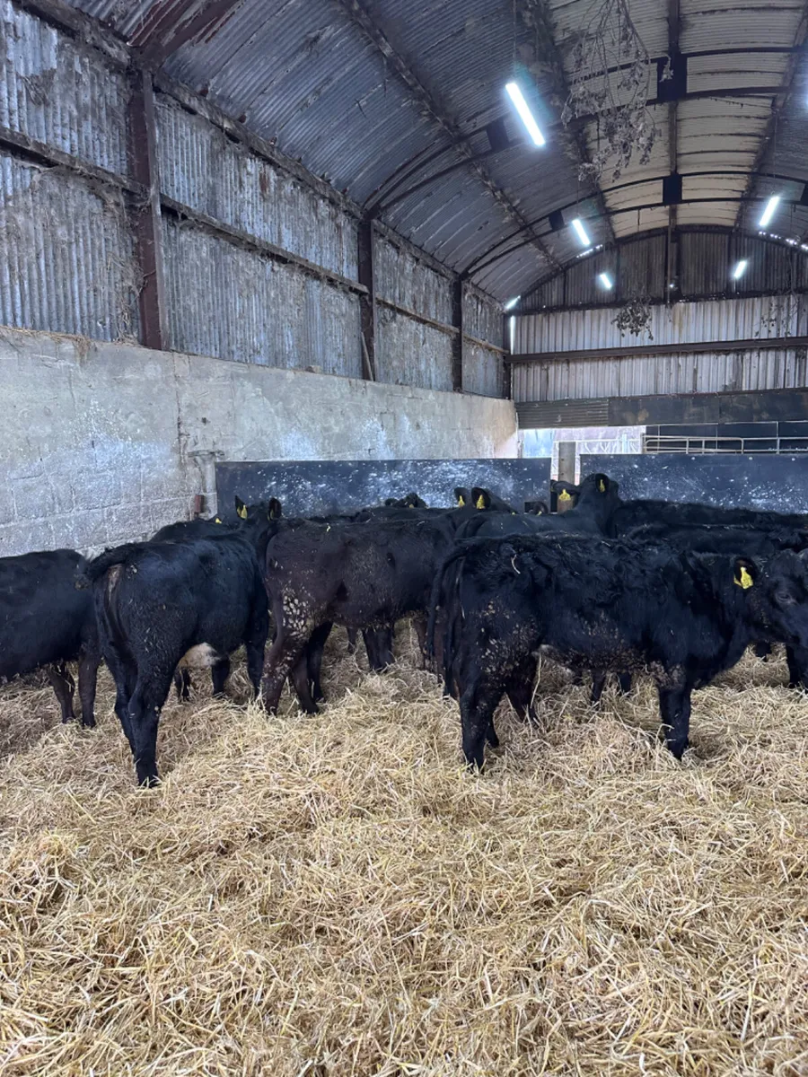 Angus heifers - Image 3