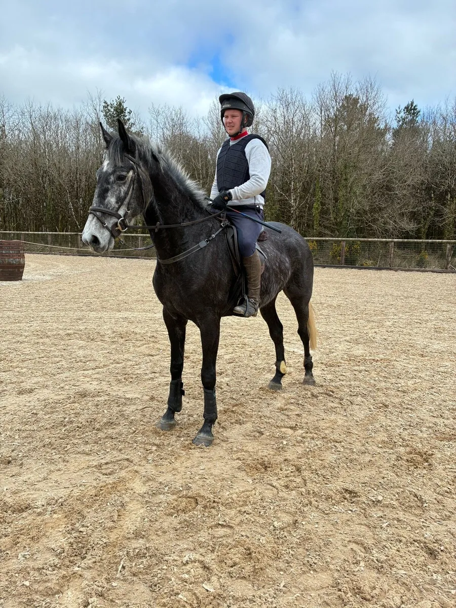 7 year old ISH Gelding - Image 2