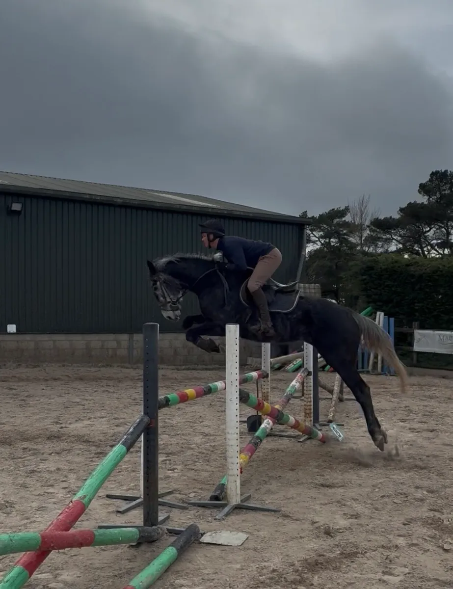 7 year old ISH Gelding - Image 3