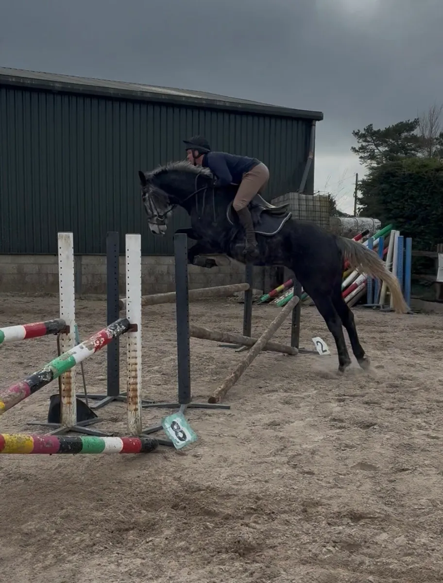 7 year old ISH Gelding - Image 4