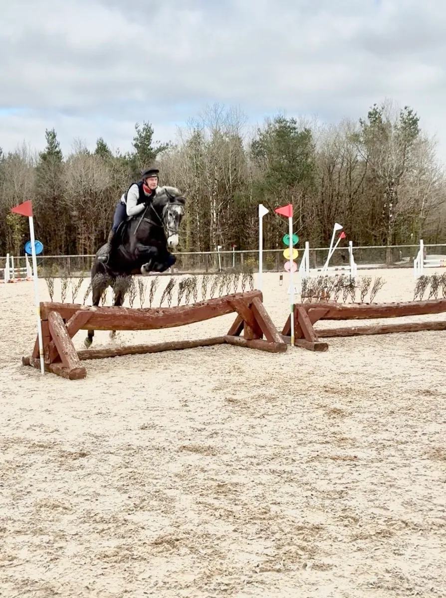 7 year old ISH Gelding - Image 1