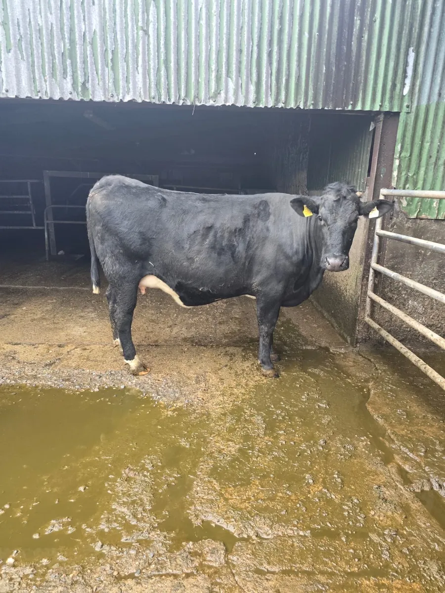 In calf heifer - Image 1