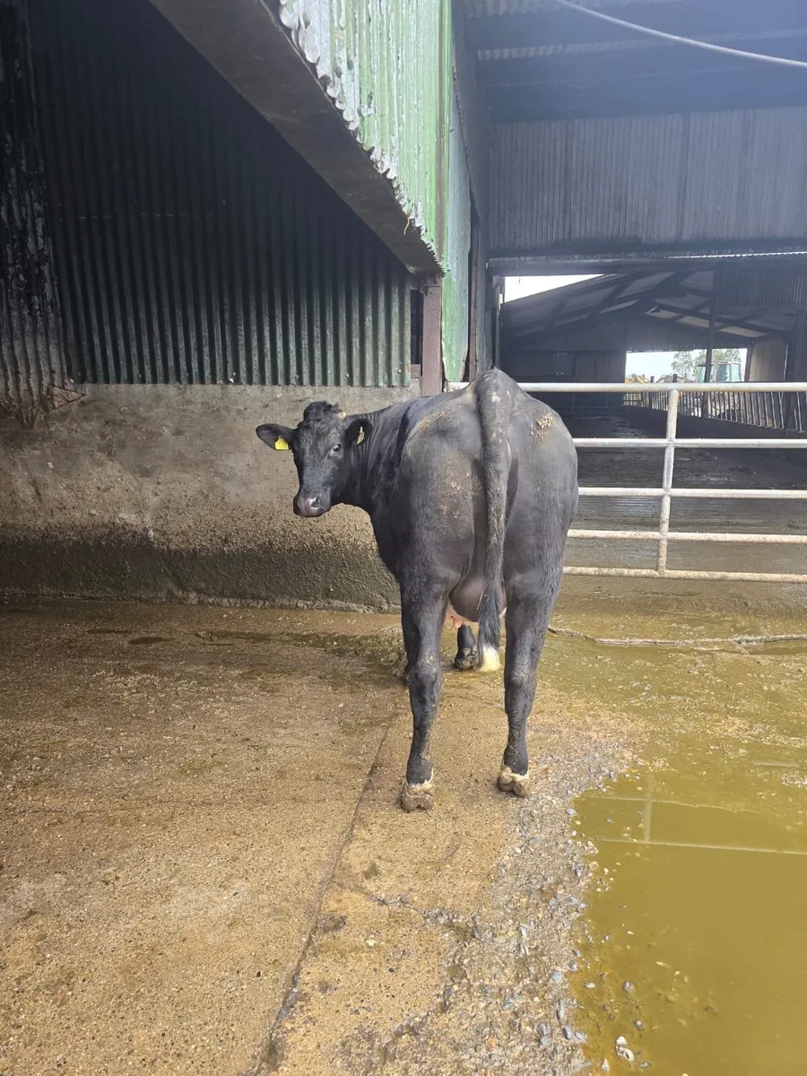 In calf heifer - Image 2