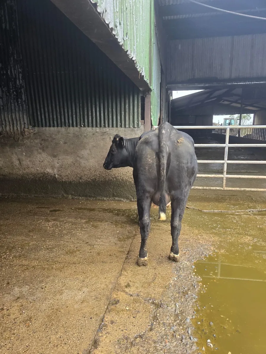 In calf heifer - Image 3