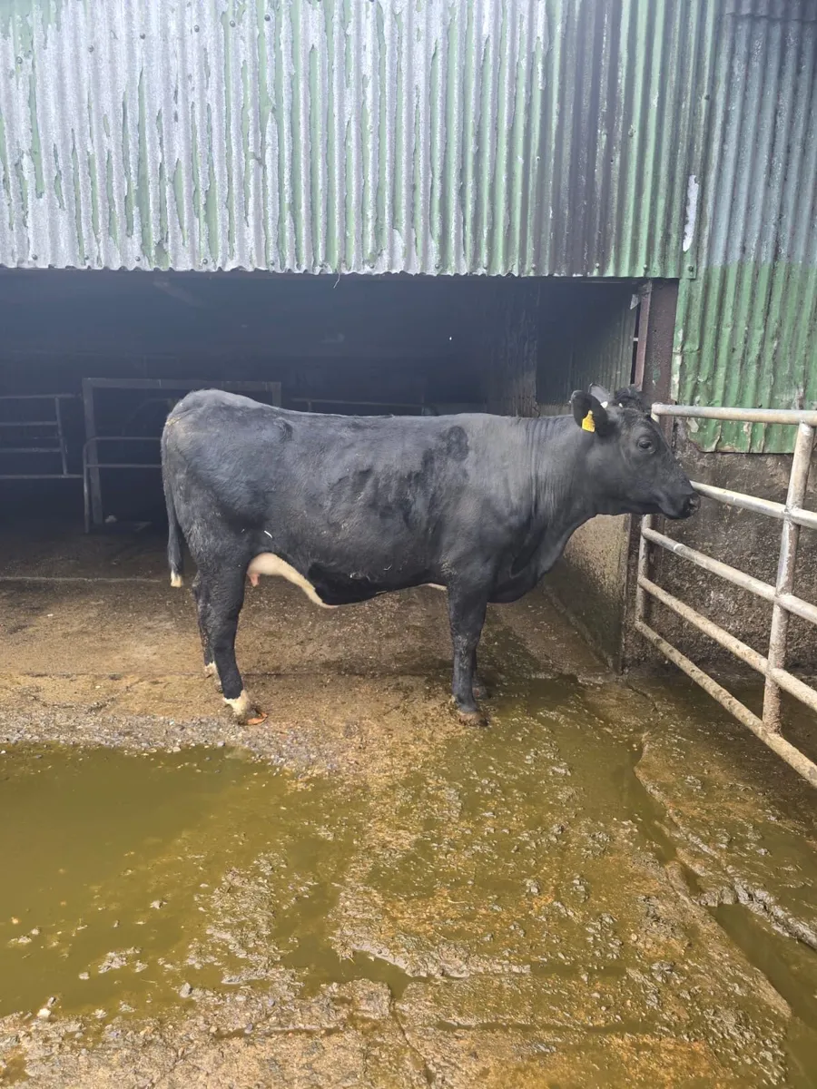 In calf heifer - Image 4