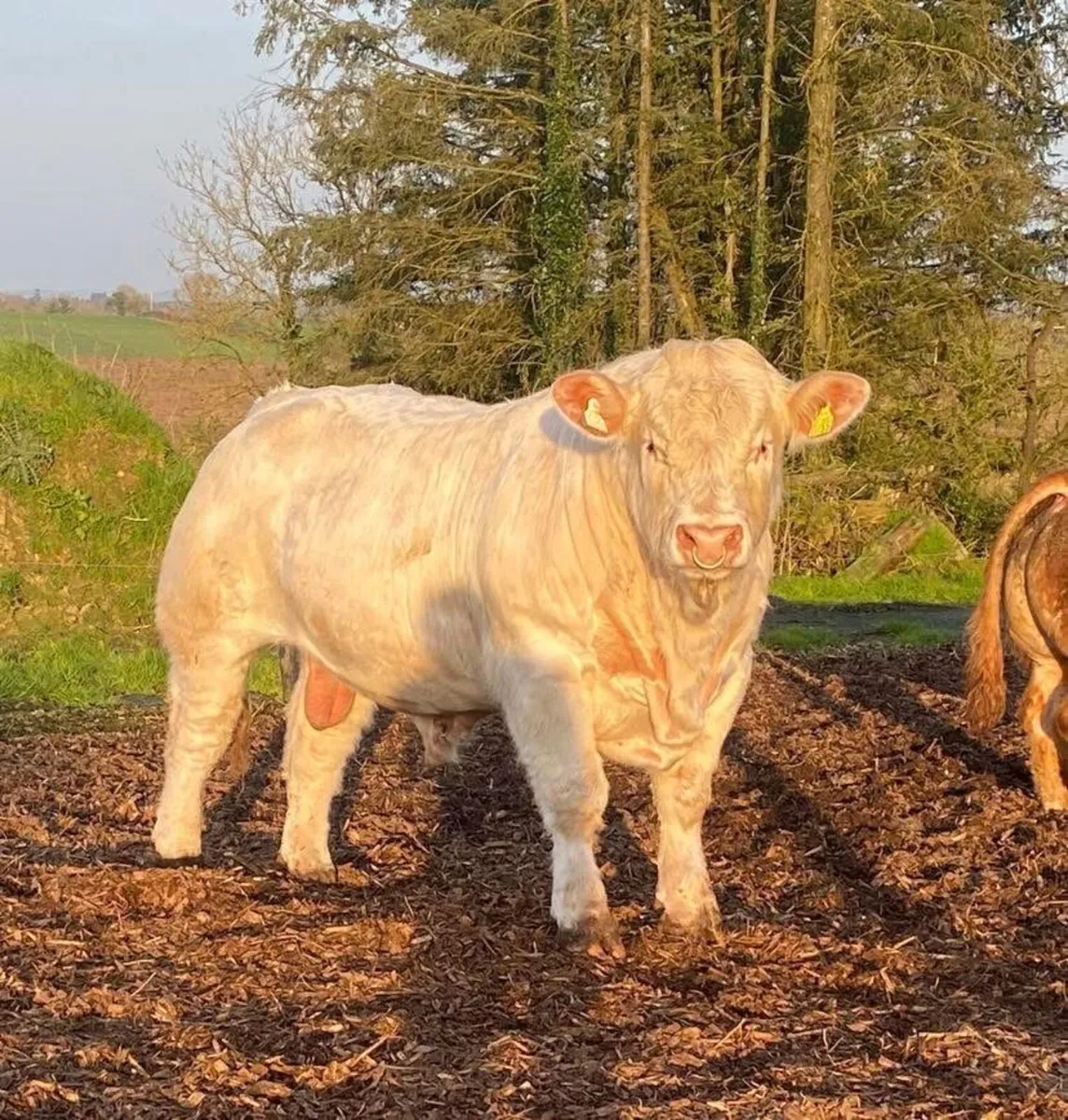 CF52 Charolais bull - Image 1