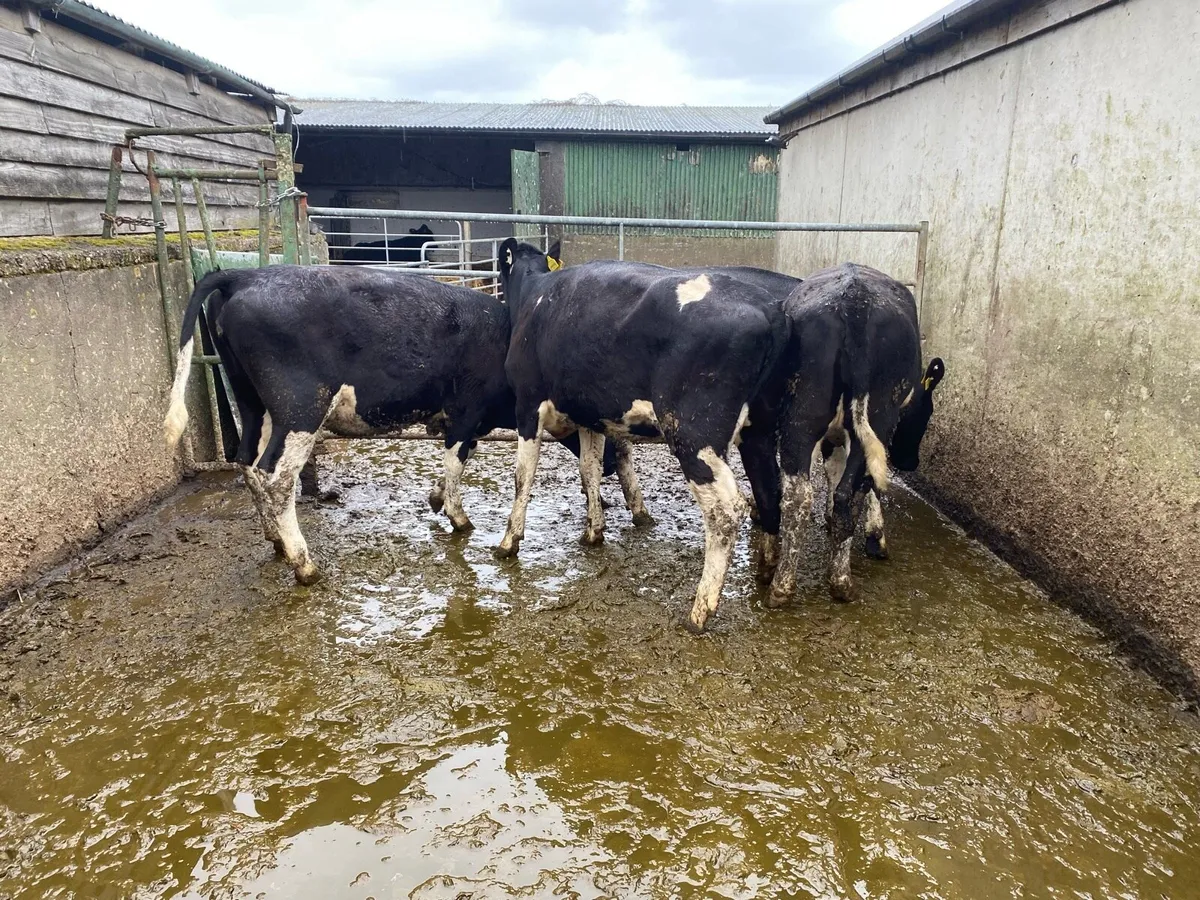 4 PBR maiden heifers - Image 1