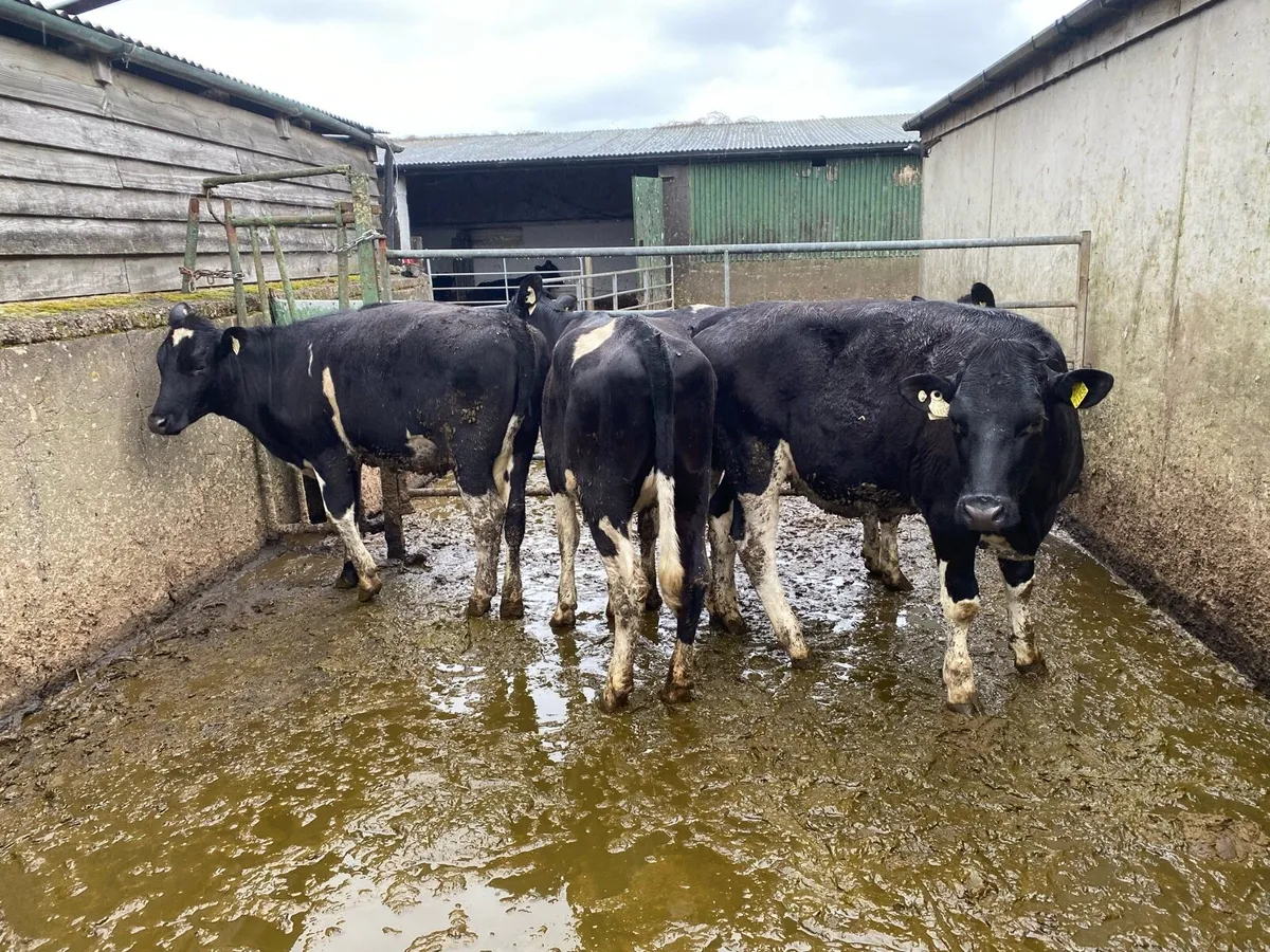 4 PBR maiden heifers - Image 2