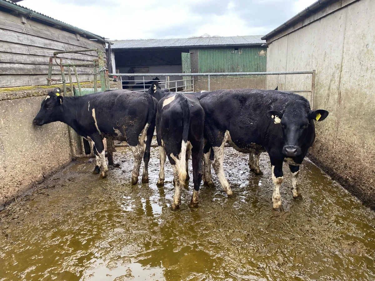 4 PBR maiden heifers - Image 3