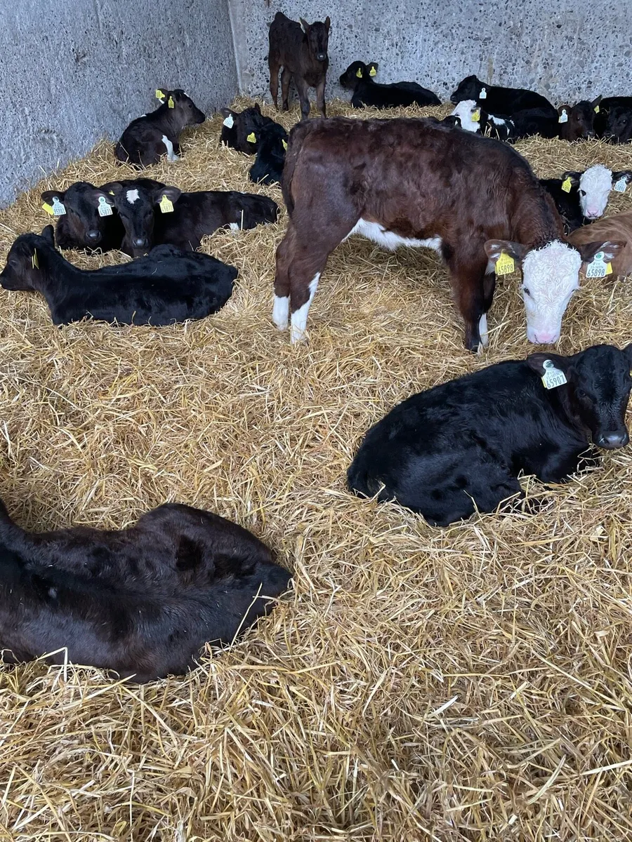 Calves - Image 1