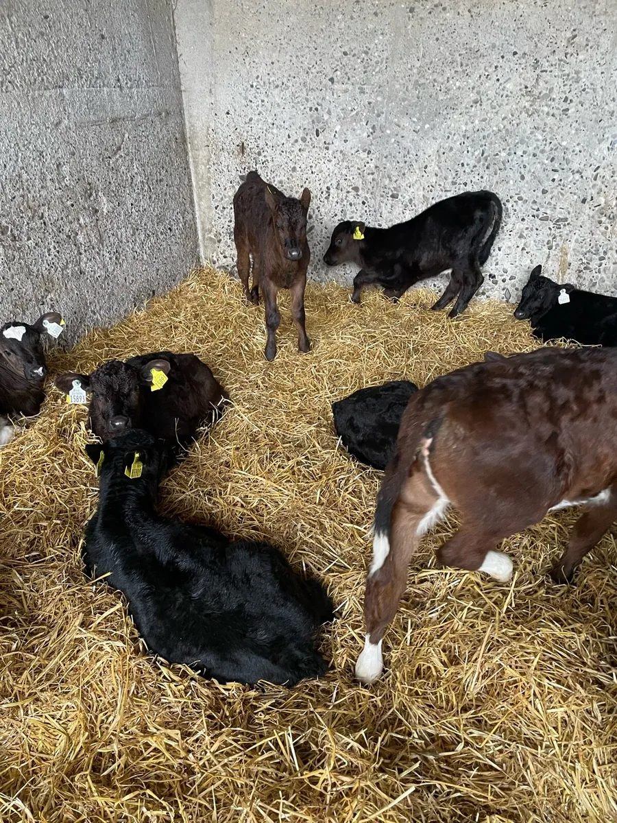 Calves - Image 2