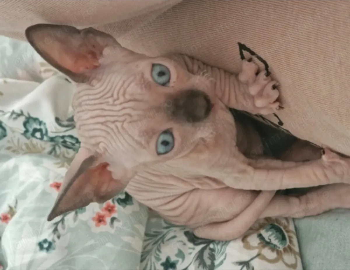 Sphynx kittens - Image 1