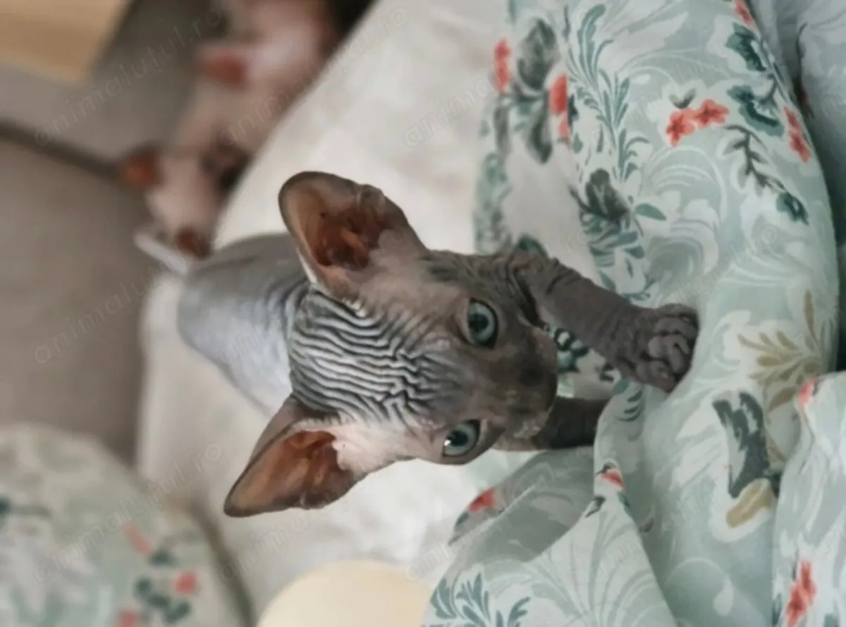 Sphynx kittens - Image 2