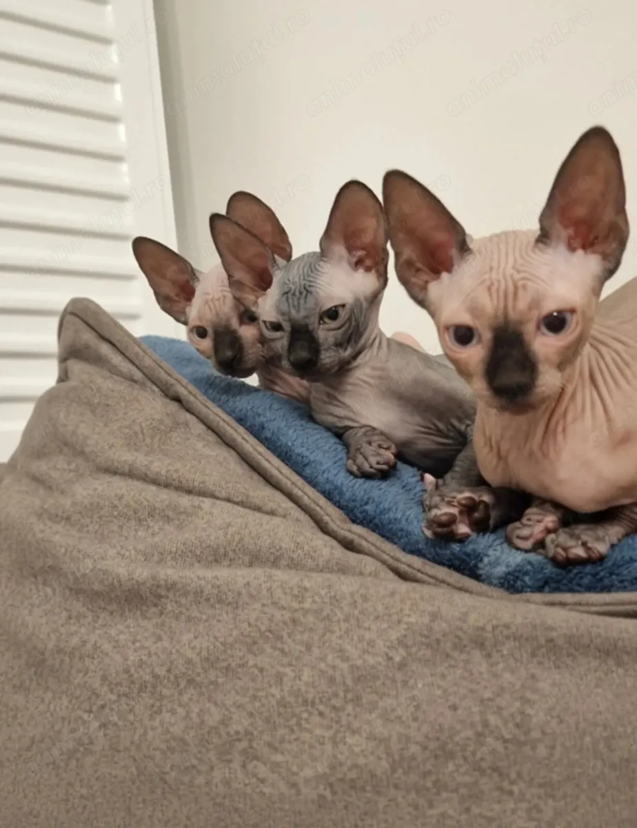 Sphynx kittens - Image 3
