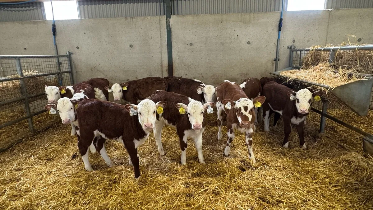 12 Red Herefords - Image 1