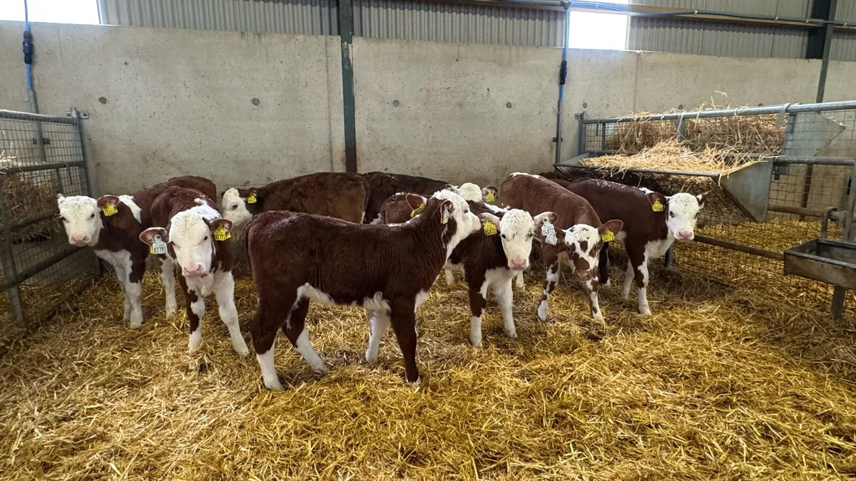 12 Red Herefords - Image 2