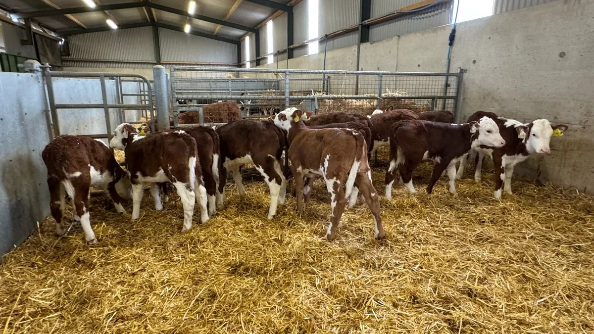 12 Red Herefords - Image 3